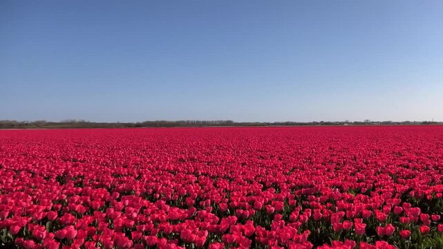 Rot bl&uuml;hendes Tulpenfeld in Holland, Bl&uuml;tenpracht im Fr&uuml;hling