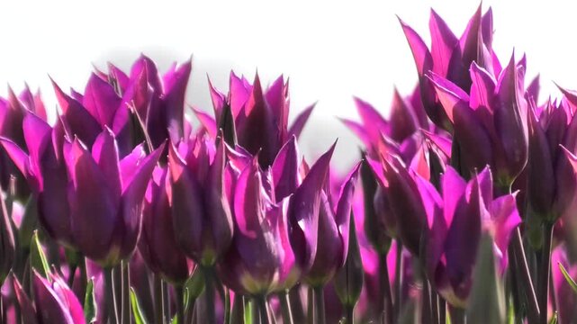 Lila Tulpen auf Tulpenfeld in Nahaufnahme, Tulpenbl&uuml;te, Niederlande