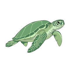 Green Sea Turtle Swimming Gracefully in Clear Water. © Art