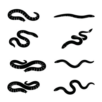 Back and white vector silhouettes set of Caecilian