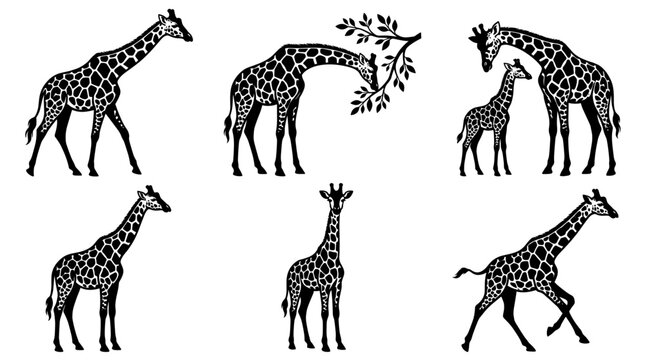 Back and white vector silhouettes set of Giraffe