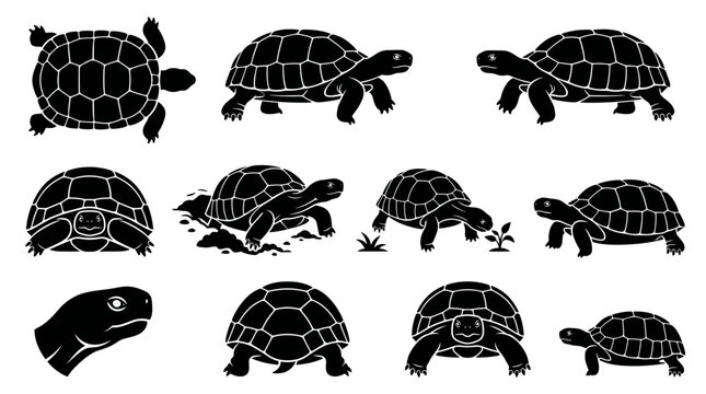 Black and white vector silhouette set of Gopher Tortoise