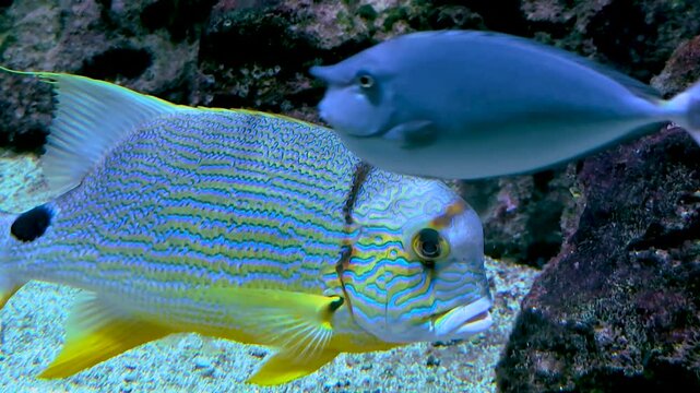Close up of a sail fin snapper fish resting beside a coral reef underwater