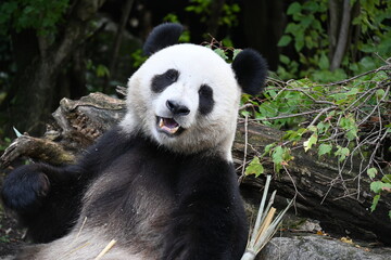 Obraz premium giant panda eating bamboo