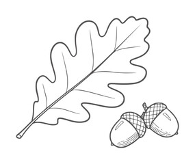 Black and white line of an oak leaf and two acorns nature autumn © Salam
