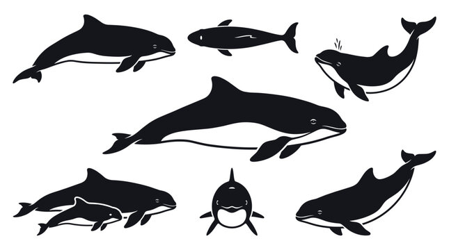 Black and white vector silhouette set of Harbor Porpoise