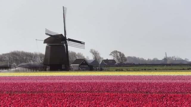 Alte Windm&uuml;hle mit bl&uuml;henden Tulpenfeldern in Holland