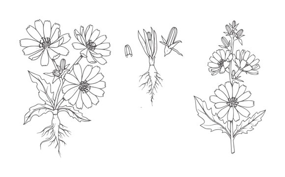 Black and white line of chicory plants with roots and flowers botanical
