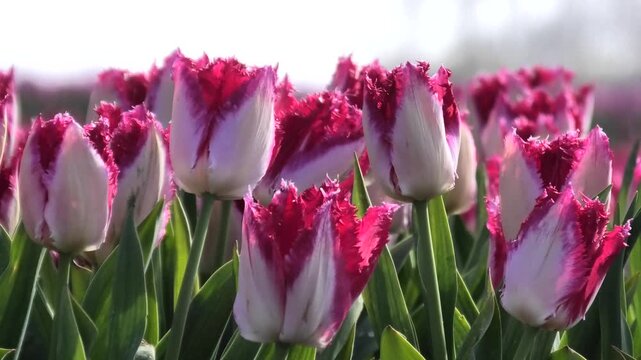 Rote Tulpen auf Tulpenfeld in Nahaufnahme, Niederlande