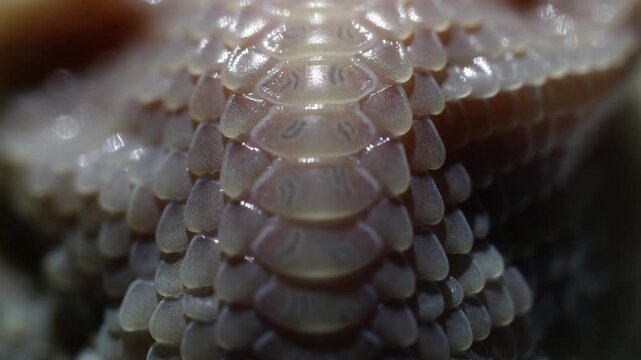 Extreme macro close up of white snake scales with abstract reptile skin texture and symmetrical pattern in soft lighting - detailed serpent surface background - wildlife and luxury design concept