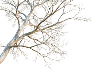 Obraz premium Firmiana platanifolia tree, corner view, cutout, isolate, transparent background, Bare Tree Branches in Winter, Detailed Texture, Natural Pattern, Minimalist Design, Winter Season