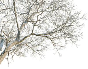 Obraz premium Ulmus davidiana tree, corner view, cutout, isolate, transparent background, Detailed Close-up of Bare Tree Branches with Intricate Pattern and Texture, Winter Scene