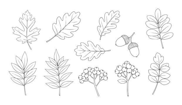 Hand drawn autumn leaves acorns and berries collection leaf berry