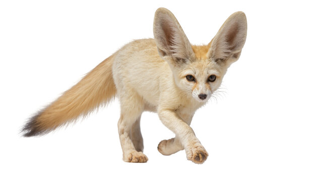 Fennec fox with large ears walking, isolated on transparent background