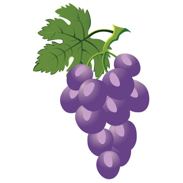 Grapes with violet colour modern vector design with leaf