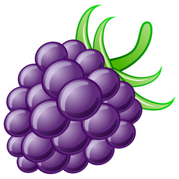 Grapes with violet colour modern vector design 