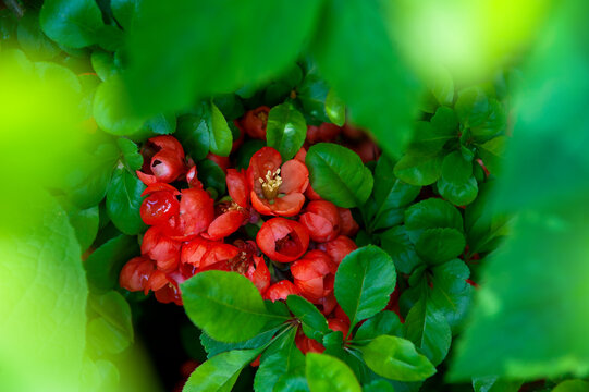 Fresh floral scene with red blossoms and green leaves