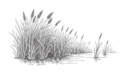 Ink of tall reeds growing in shallow water grass nature © Salam