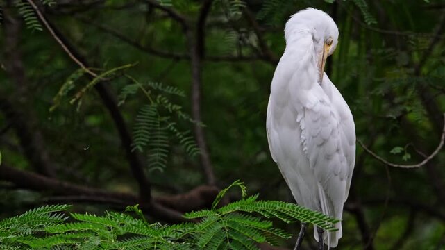 Eastern Cattle Egret preening feathers while perched on tree branch. Ardea coromanda natural wildlife behavior in tropical green forest environment. Bird watching and nature documentary Slow motion.