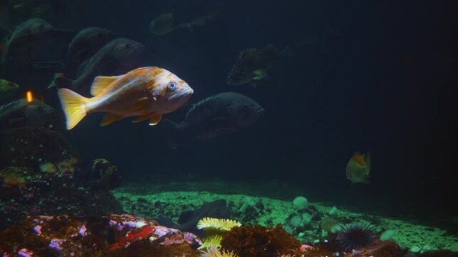 Footage of a school of red bellied piranhas swimming in an aquarium. The fish have a silvery body with a reddish tint on their underside and are seen moving through murky green water.