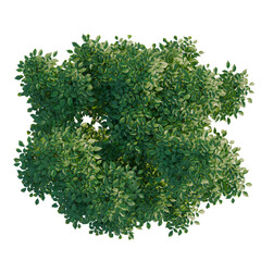 Obraz premium Fraxinus tree plan, top view, cutout, transparent background, isolate, Detailed Lush Green Tree Branch with Leaves, Realistic Nature Elements for Design