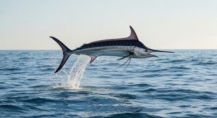 Obraz premium A magnificent marlin leaps from the ocean