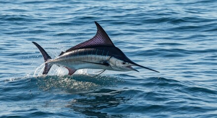 Fototapeta premium A marlin leaping from the ocean