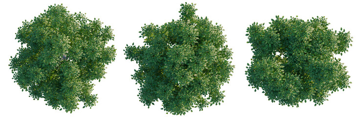 Naklejka premium Fraxinus tree plan, top view, cutout, transparent background, isolate, Detailed aerial view of lush green forest canopy, vibrant nature landscape, aerial photography