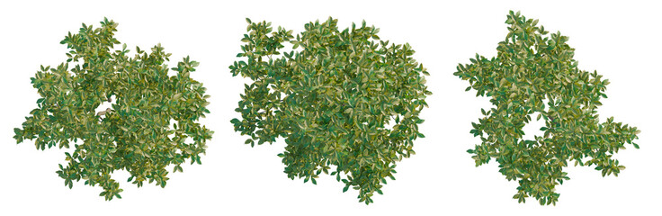 Obraz premium Magnolia liliflora tree plan, top view, cutout, transparent background, isolate, Detailed close-up of lush green foliage and leaves, a vibrant natural texture, macro photography