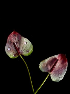 pink anthurium on black background