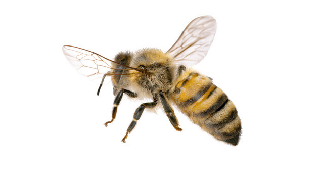 Honey bee isolated on transparent background with detailed stripes and wings
