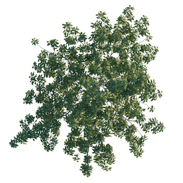 Schima superba tree plan, top view, cutout, transparent background, isolate, Detailed Green Leaves Texture, Natural Background, High Resolution, Botanical Elements