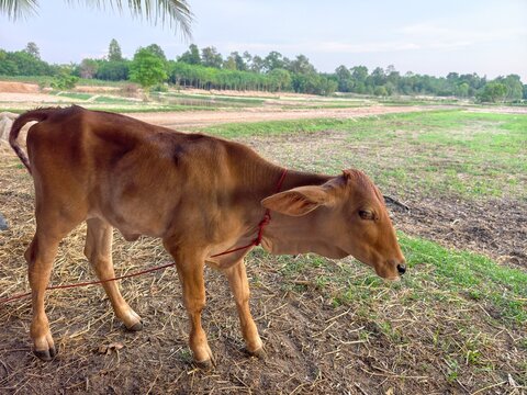 The cows are small because they are sick and malnourished.