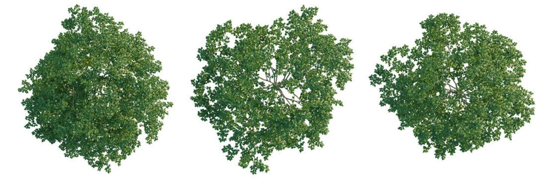 Styrax japonicus tree plan, top view, cutout, transparent background, isolate, Lush Green Tree Canopy in a Forest Setting, Detailed Foliage, Nature Scene, High Resolution