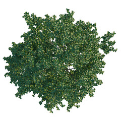 Obraz premium Swida polyantha tree plan, top view, cutout, transparent background, isolate, Detailed Green Fern Branch with Delicate Leaves, High-Resolution Nature Background
