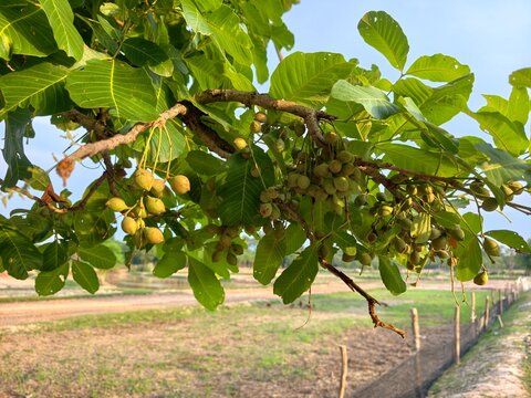 Schleichera oleosa fruit on tree.