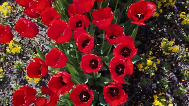 Rote Tulpen.