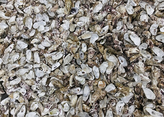 large quantity of empty midwife shells © tiziana