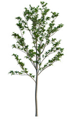 Obraz premium Malus halliana tree, elevation, front view, cutout, transparent background, isolate, Detailed Lush Green Tree Branch with Vibrant Foliage, Perfect for Nature Designs
