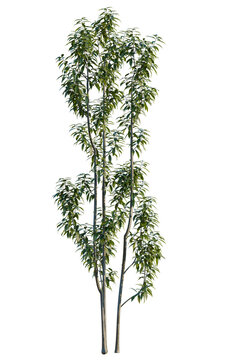Schima superba tree, elevation, front view, cutout, transparent background, isolate, Elegant Maple Tree with Vibrant Green Foliage on a Bright Sunny Day, Nature Stock Photo