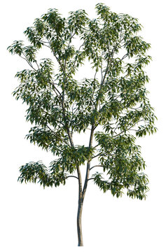 Schima superba tree, elevation, front view, cutout, transparent background, isolate, Detailed Green Leafy Branch on a Tree, Natural Texture, Botanical Elements for Design
