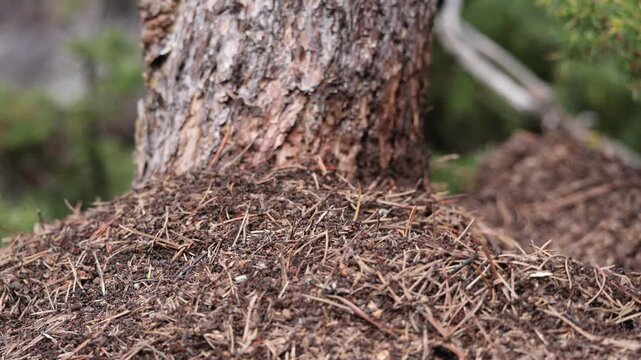 Fourmili&egrave;re en activit&eacute;, milliers de fourmis courant, branchages au pied d'un pin