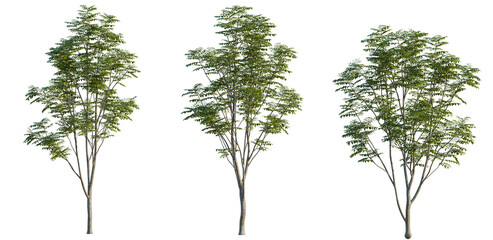 Obraz premium Sorbus aucuparia tree, elevation, front view, cutout, transparent background, isolate, Detailed image of a lush green tree branch with vibrant leaves and intricate textures.