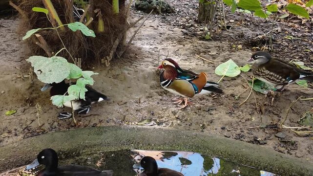 Close up of a mandarin duck standing beside pond on a sunny spring morning