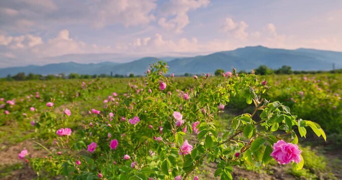 Blooming bulgarian rose field of rosa damascena aromatic oil - bearing roses and mountains landscape sunrise video