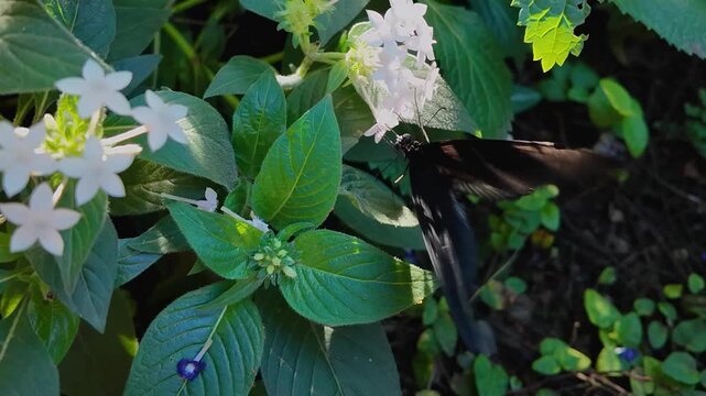 Close up of a black mormon butterfly , is sitting on a white flower in a garden collecting nectar on a sunny day
