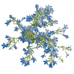 Obraz premium Lobelia erinus tree plan, top view, cutout, transparent background, isolate, Close-up of fresh green leaves with dew drops, detailed natural texture background.