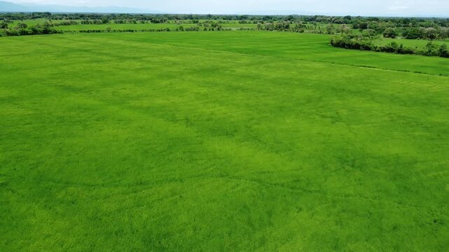 Vast rice field in El Espinal, Colombia