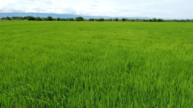 Rice field landscape in El Espinal, Colombia