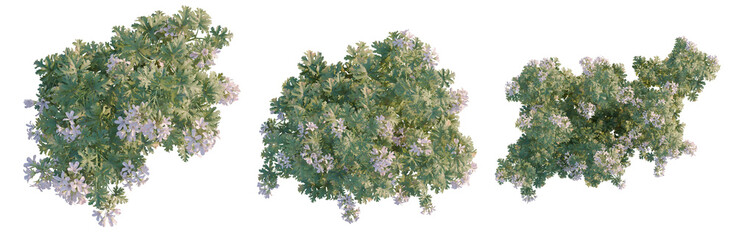 Obraz premium Pelargonium graveolens tree plan, top view, cutout, transparent background, isolate, Delicate lilac flowers on a branch, close-up botanical photography, detailed floral texture, springtime blossom